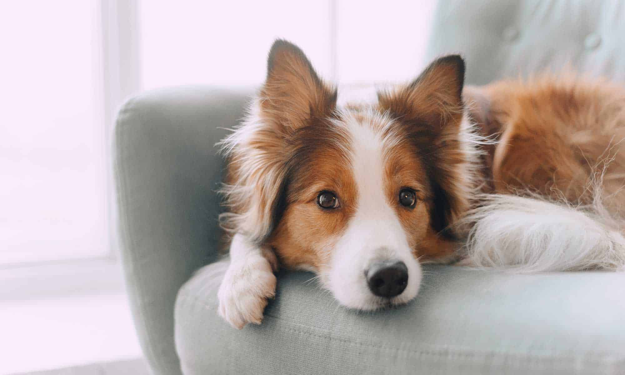 A dog laying on a couch