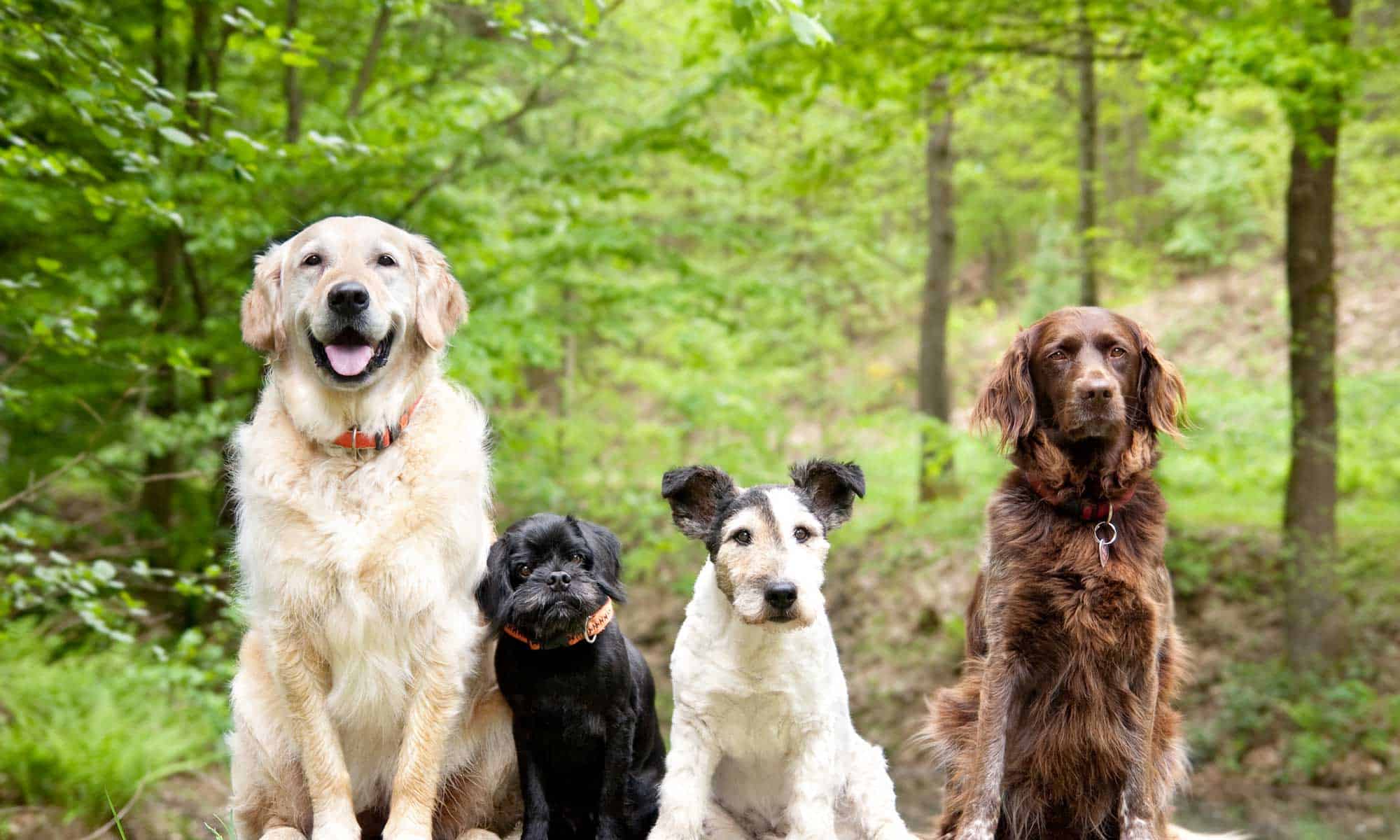 Dogs sitting out in the woods