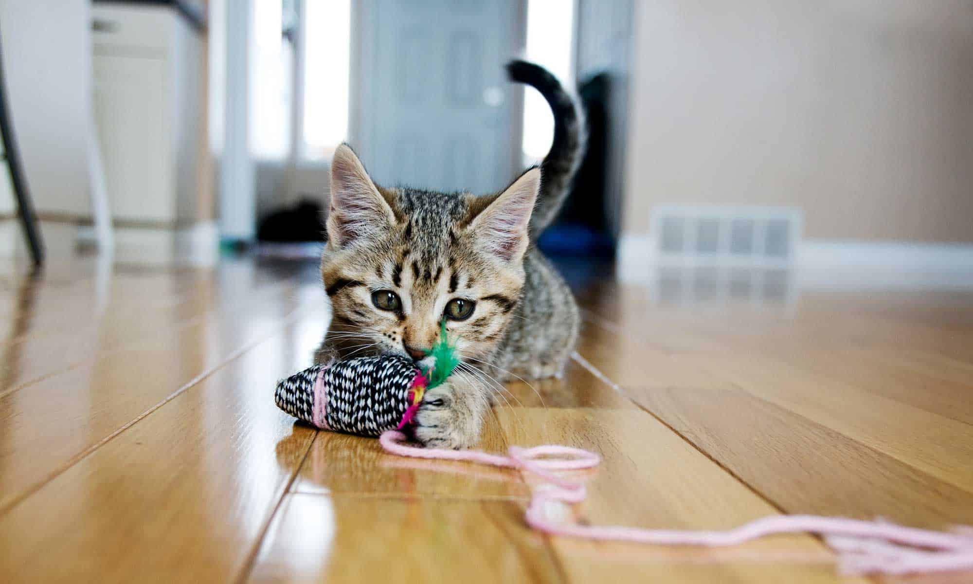 Kitten playing with string