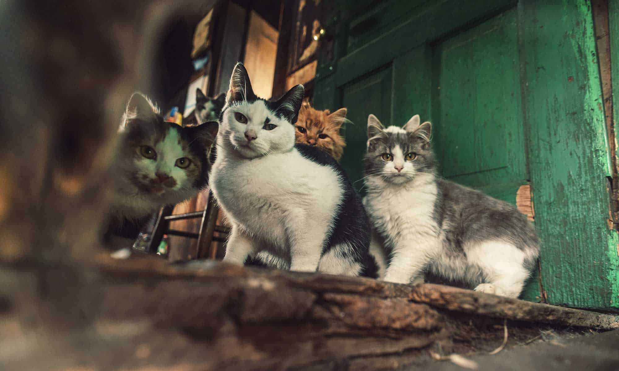 Three cats in a natural setting