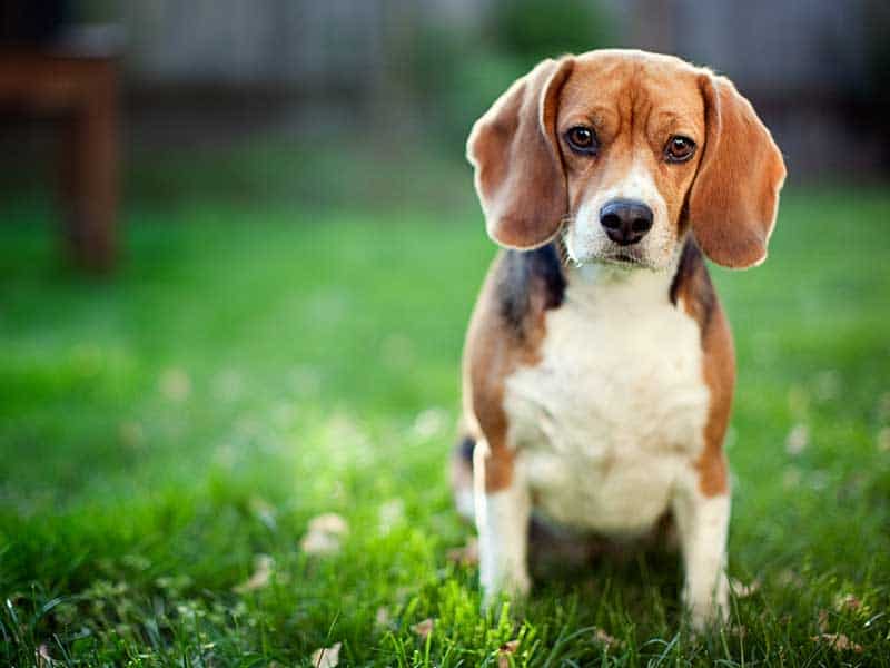 A beagle out in the grass